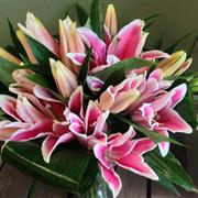 Pink Lilies 