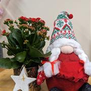Christmas Gonk With Flowering Plant