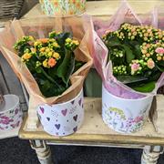 Kalanchoe Plant