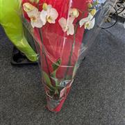 Phalaenopsis Orchid Plants 