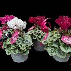 Cyclamen Plants 