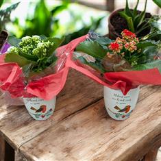 Seasonal Flowering Plant In Robin Pot