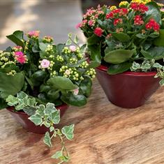 Christmas Kalanchoe Planted Arrangements 