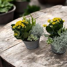 Planted Arrangements 