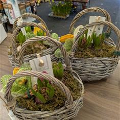 Basket Of Hyacinth Bulbs 