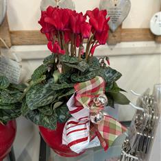 Christmas Cyclamen Plant