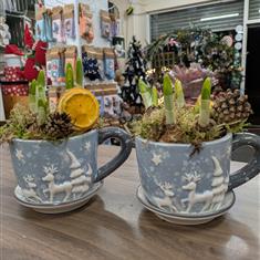 Christmas Mini Daffodils 