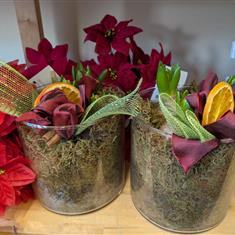 Christmas Hyacinth Bulbs in Glass