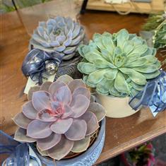 Succulents 