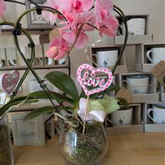 Phalaenopsis orchids   xxxx