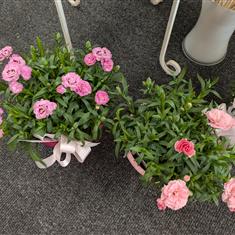 Pinks ! Carnation plants 