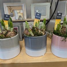 Potted Mini Daffodils 