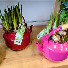 Teapot Mini Daffodils 