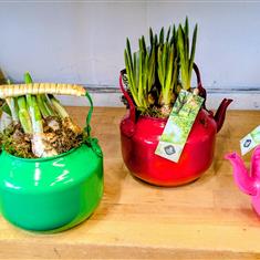 Teapot Muscari Bulbs 