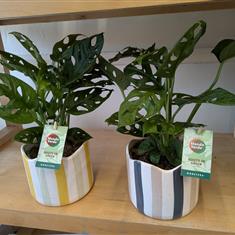 Monstera (Cheese ) Plant 