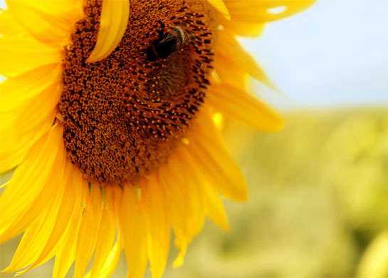 Summer Flowers